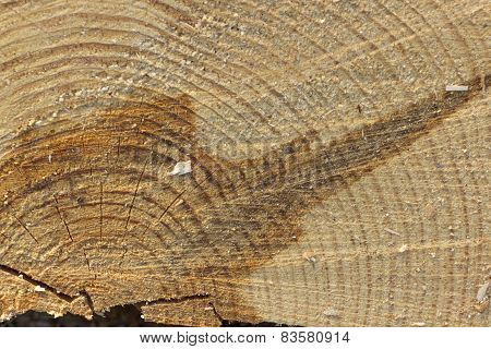 background of wood round texture
