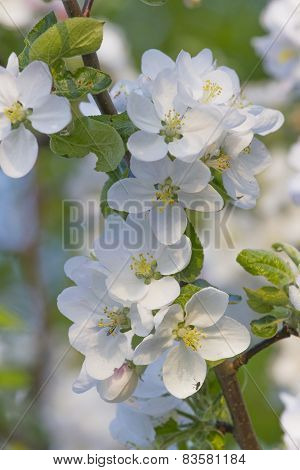 spring blossoming of white cherry flowers