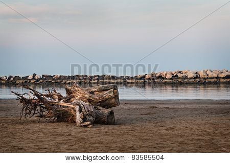 Trunk On The Beach