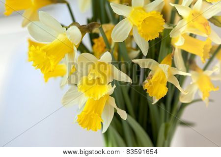 Daffodils