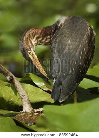 Juvenile Green Heron