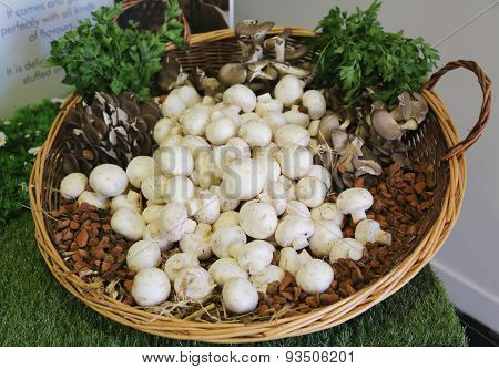 Basket with mushrooms