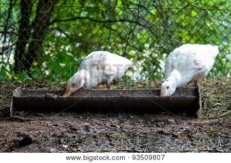 Domestic Ducks