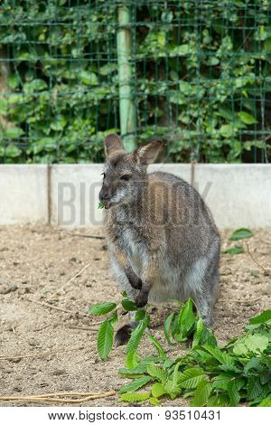 Grazzing Red-necked Wallaby (macropus Rufogriseus)