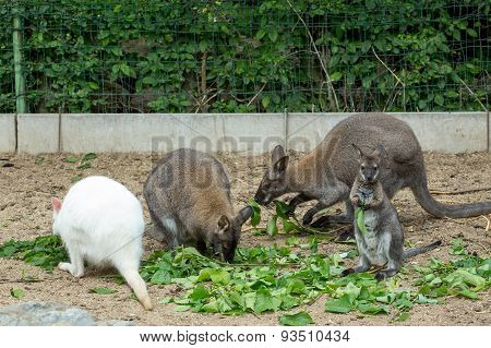 Grazzing Red-necked Wallaby (macropus Rufogriseus)