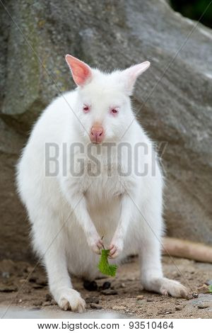 Closeup Of A Red-necked Wallaby White Albino Female