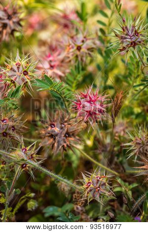 The Growing Wild Flowers Closeup