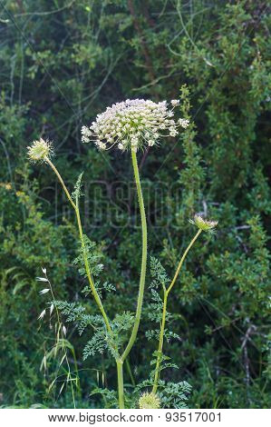 Growing Wild Flowers