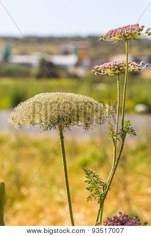 The Growing Wild Flowers Closeup