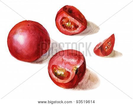Vector Watercolor Whole And Sliced Tomatos Isolated On White Background
