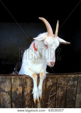 Goat