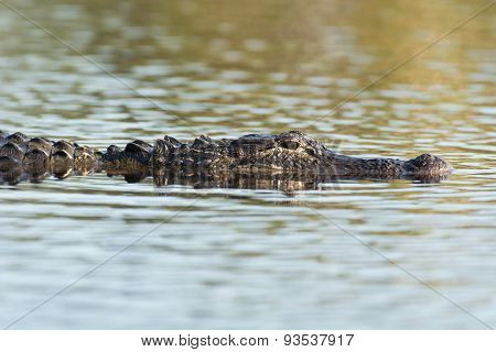 Large American Alligator In The Water
