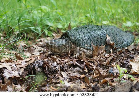 Common Snapping Turtle