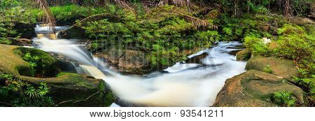 Small stream in rainforest panorama