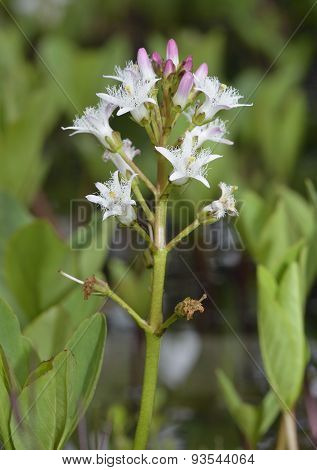 Bogbean