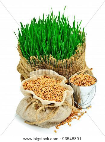 Wheat Grass, Whet Grains In The Sack Isolated On White