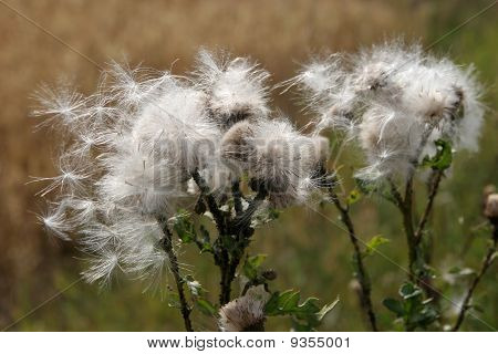 Thistledown