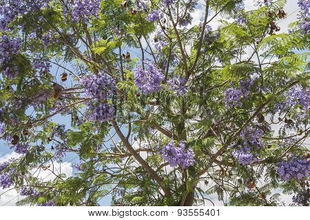 Jacaranda Tree Flowers