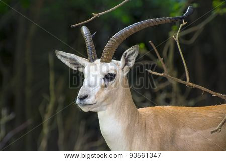 Goitered Gazelle  (gazella Subgutturosa)