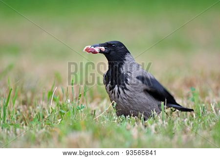 Hooded crow