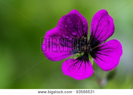 Macro Of An Armenian Cranesbill
