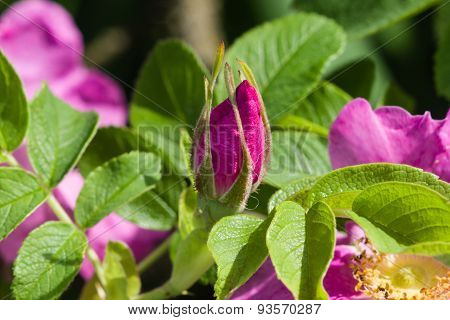 Bud Of A Blooming Wild Rose Macro, Shallow Dof, Selective Focus