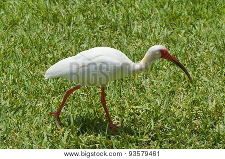 White Ibis Latin name Eudocimus albus