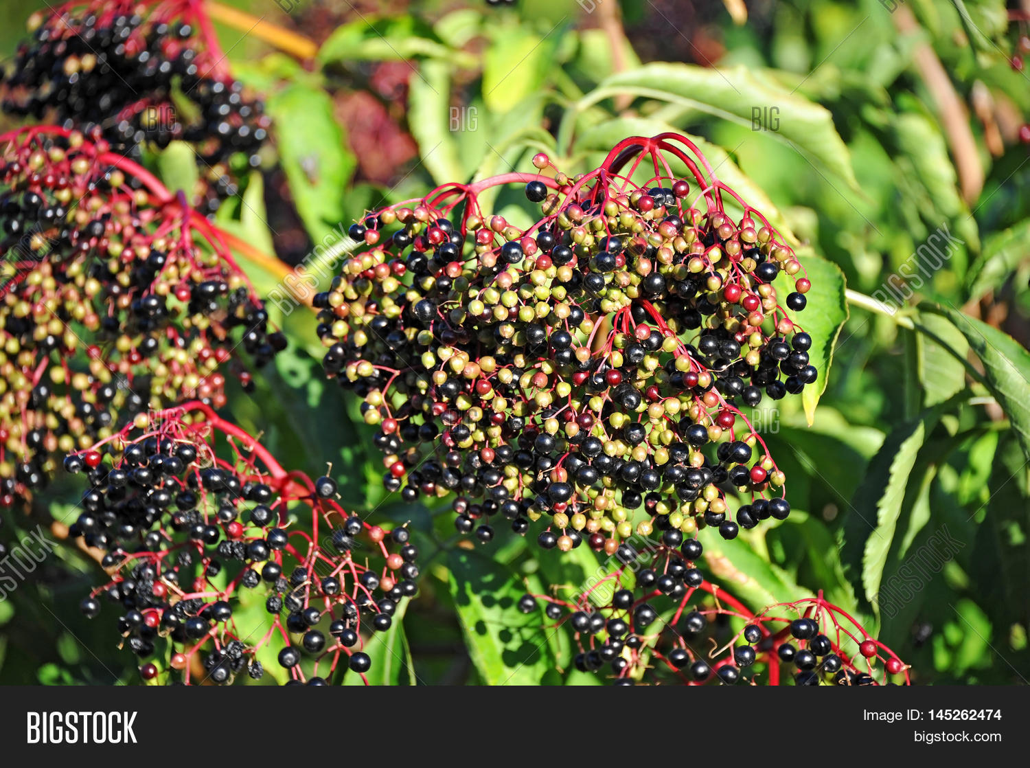 Some Elderberry On Image & Photo (Free Trial) Bigstock