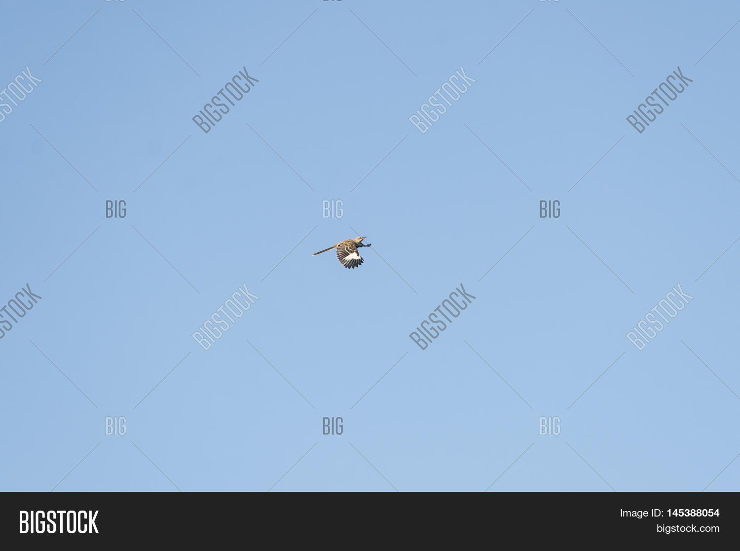 Northern Mockingbird Image & Photo (Free Trial) Bigstock