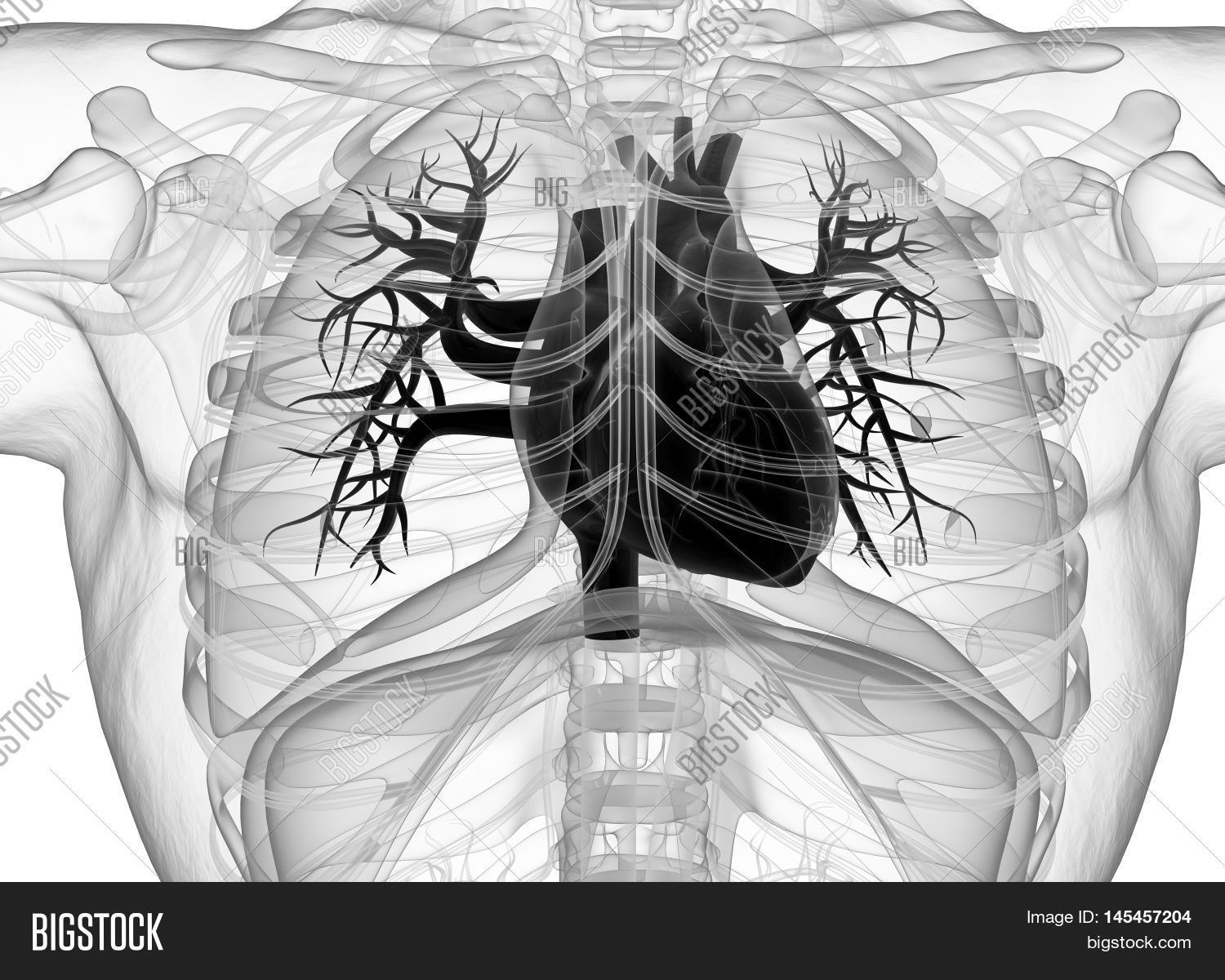 Human Heart Rib Cage, Image & Photo (Free Trial) Bigstock