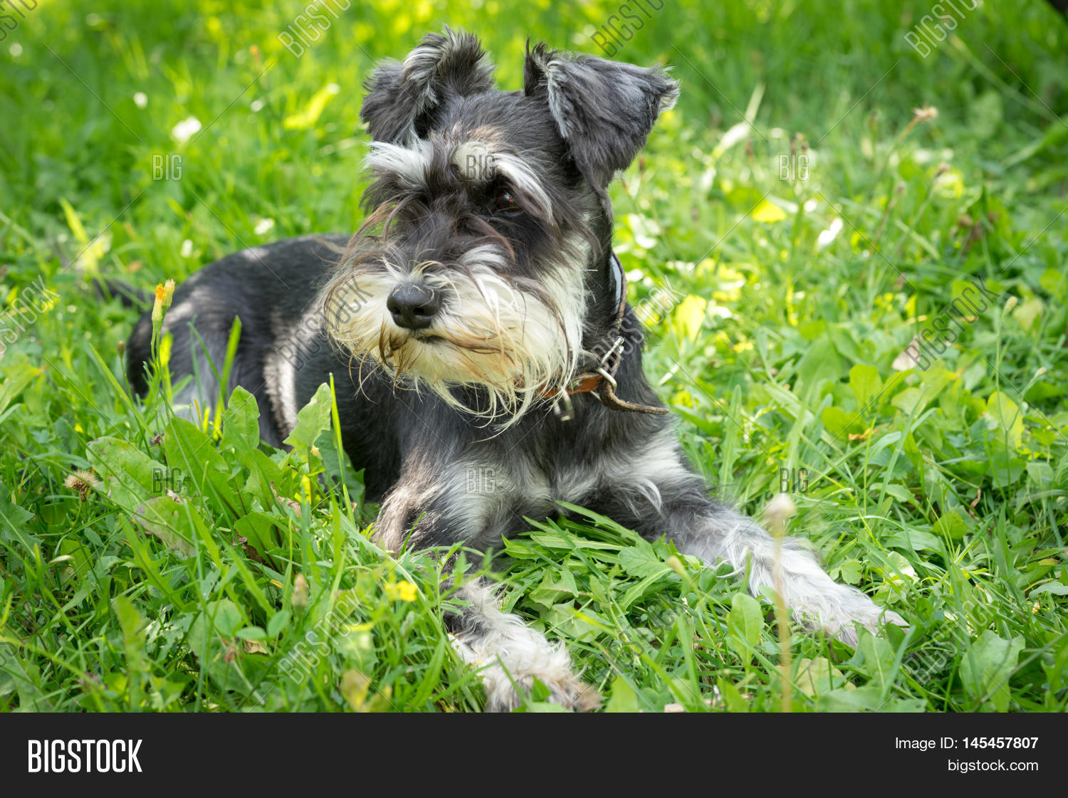 Black Silver Miniature Image Photo Free Trial Bigstock
