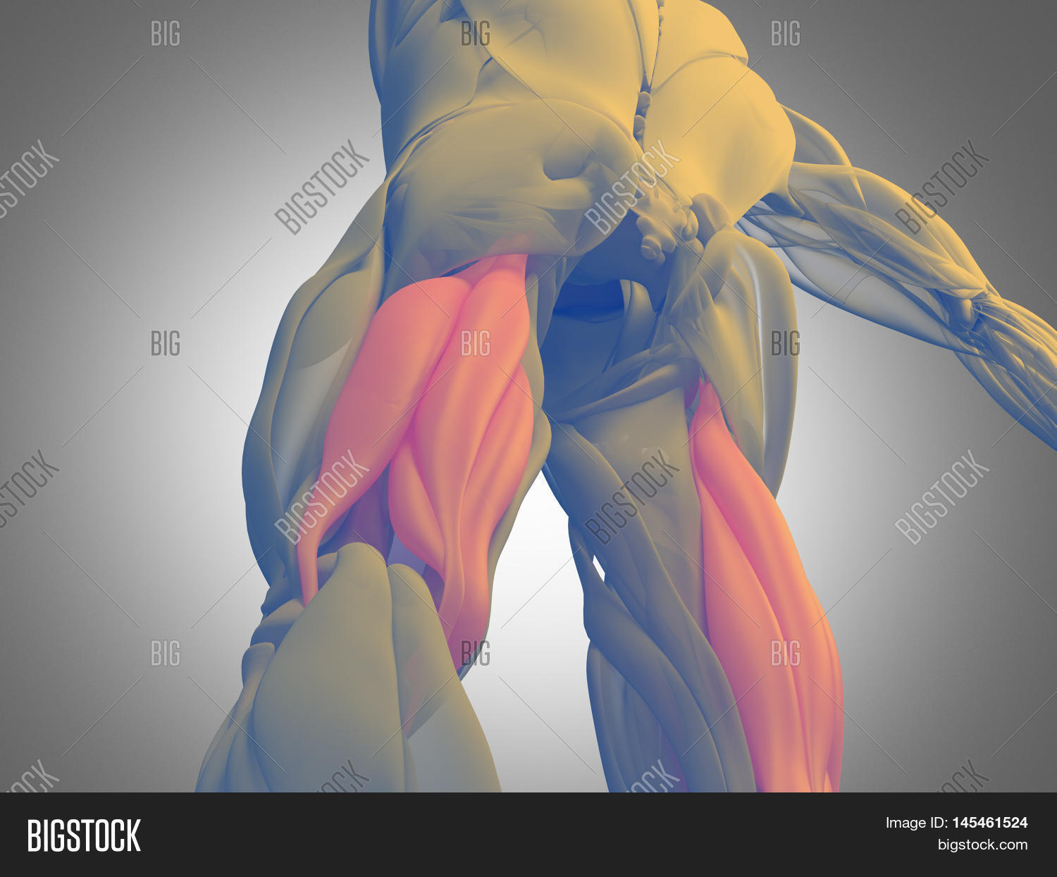 Hamstring Muscle Set Hamstring Muscle Group Image & Photo (Free Trial) | Bigstock