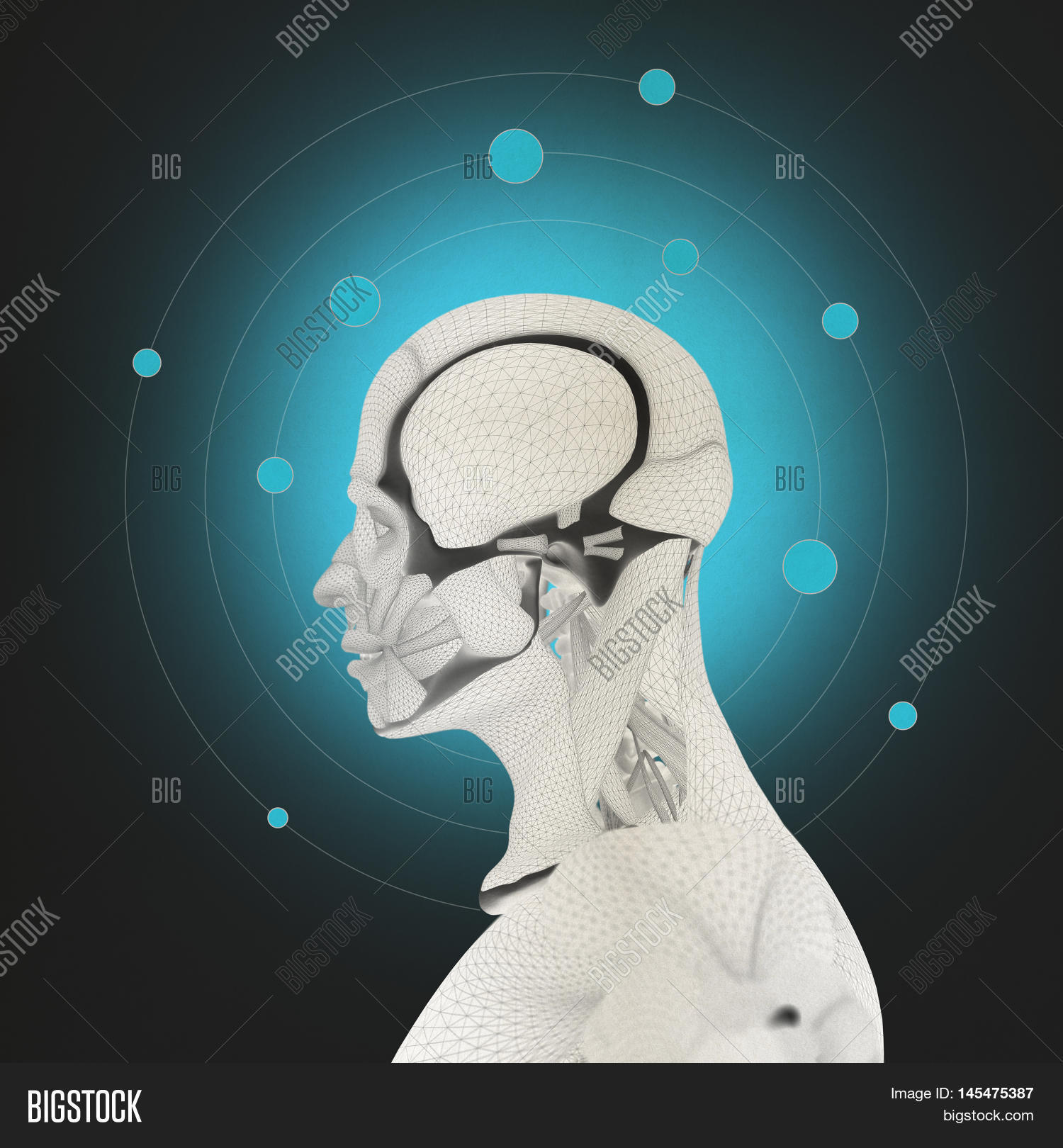 Human Anatomy Head, Image & Photo (Free Trial) | Bigstock