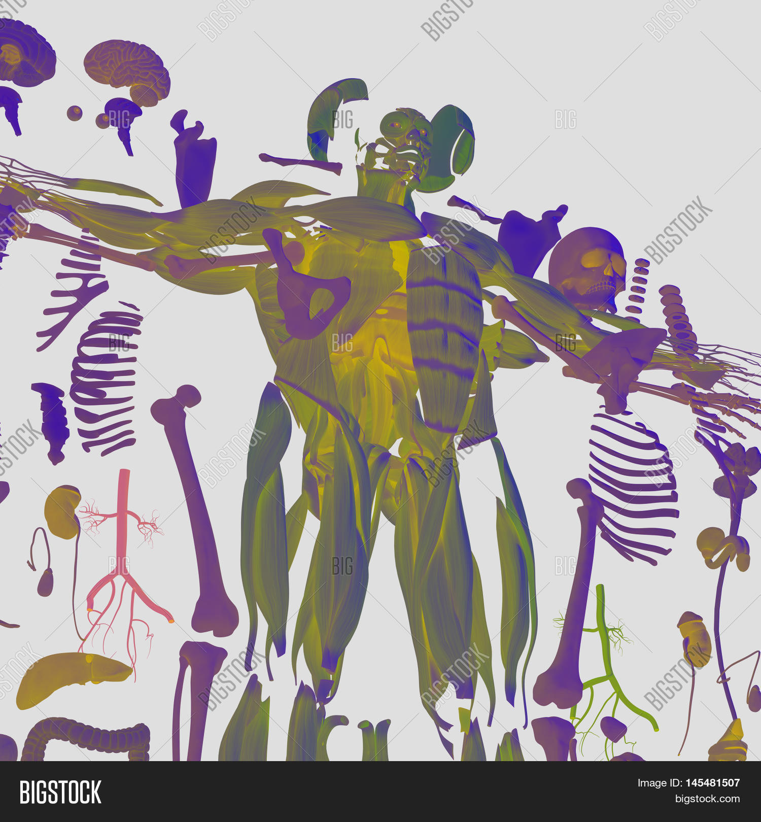 Human Anatomy Exploded Image & Photo (Free Trial) | Bigstock