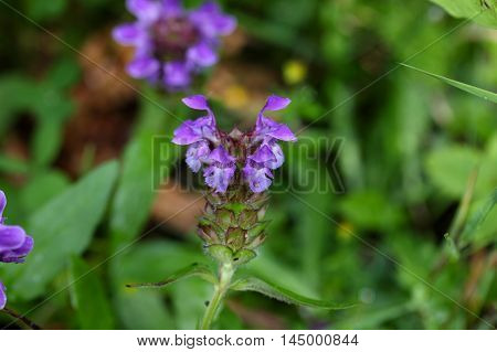 Flowers of a large flowered selfheal (Prunella grandiflora)