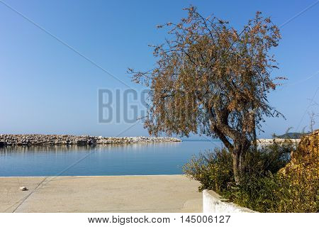tree at the port of Limenaria, Thassos island, East Macedonia and Thrace, Greece