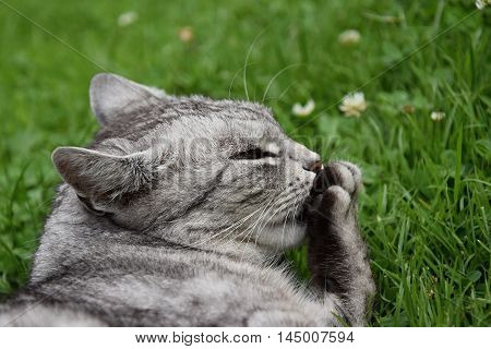 Tabby gray cat licking its paw. Gray cat.