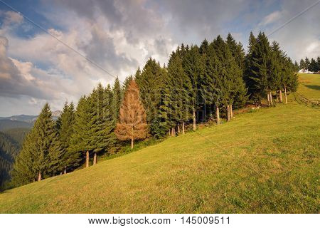 Fir trees forest with a diferent coloured tree