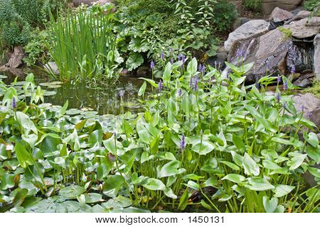 Lily Pond