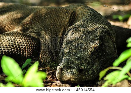 Sleeping Komodo Dragon in one of the villages in Rinca island.