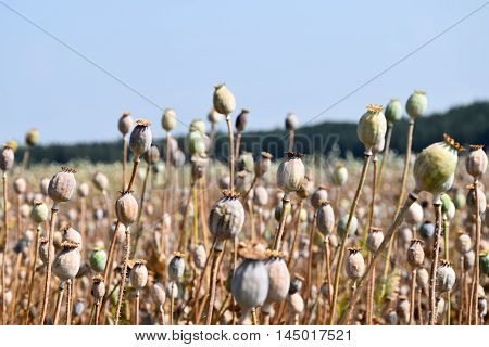 The field is ripe poppy. Focus in the foreground. Forest background.