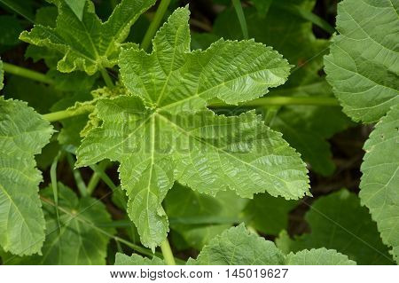 fresh green abelmoschus esculentus leaves in nature garden