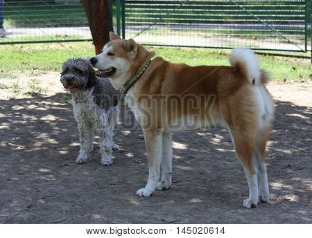 Lagotto Romagnolo and Akita Inu posing in dog park