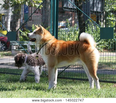 Lagotto Romagnolo and Akita Inu posing in dog park