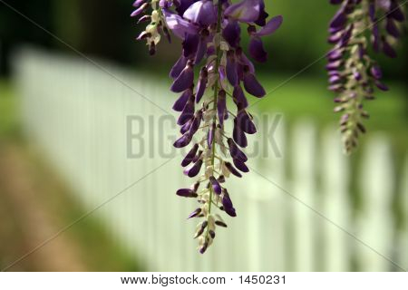 Wysteria 및 울타리