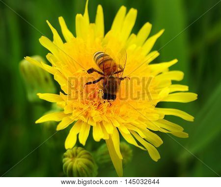 a bee crawling on a yellow dandelion