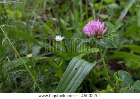 Clower flower and a ladybird on a leaf