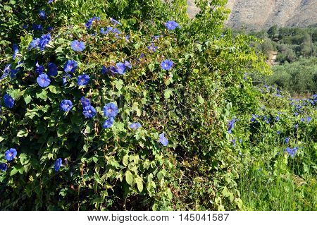 Beautiful garden flowers summer flower background in the Crèta