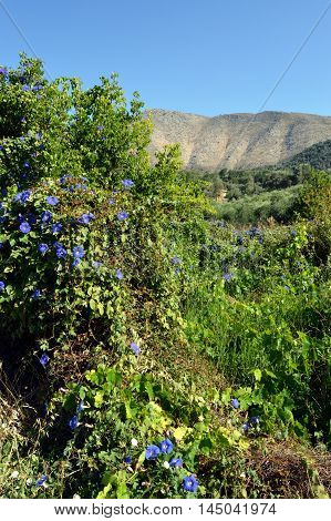 Beautiful garden flowers summer flower background in the Crèta