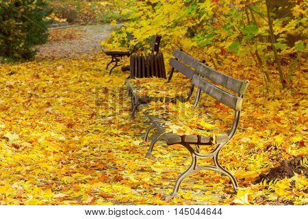 Fall park path with fallen yllow fresh leaves and benches